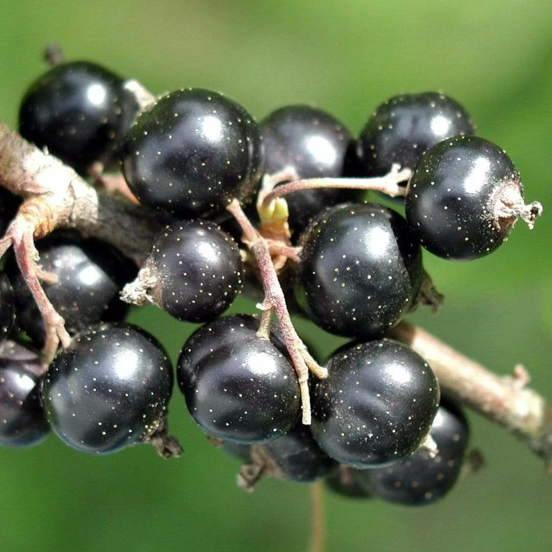 Roots Plants Ben Connan Blackcurrant Bush Fruits 5 Roots Plants Ben Connan Blackcurrant Bush Fruits