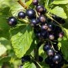Roots Plants Ben Connan Blackcurrant Bush Fruits 1 Roots Plants Ben Connan Blackcurrant Bush Fruits