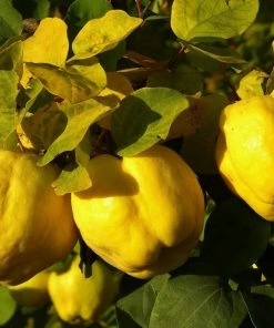 Roots Plants Fruits Vranja Quince Tree