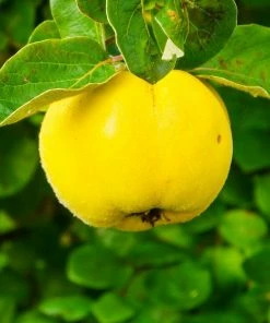 Roots Plants Champion Quince Tree