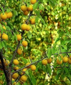 Roots Plants Oullins Golden Gage Plum Tree 10 Roots Plants Oullins Golden Gage Plum Tree