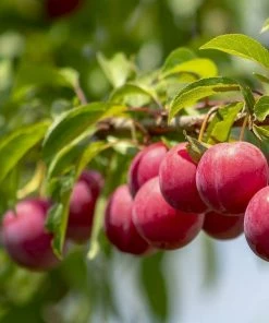 Roots Plants Opal Plum Tree Fruits