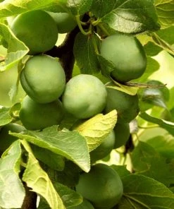 Roots Plants Old Greengage Plum Tree Fruits