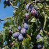 Roots Plants Merryweather Damson Tree Fruits 1 Roots Plants Merryweather Damson Tree Fruits