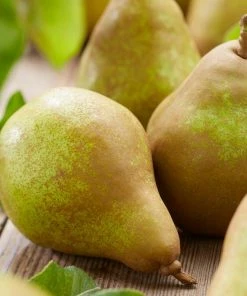 Roots Plants Fruits Doyenné Du Comice Pear Tree 11 Roots Plants Fruits Doyenné Du Comice Pear Tree