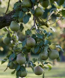 Roots Plants Fruits Doyenné Du Comice Pear Tree 10 Roots Plants Fruits Doyenné Du Comice Pear Tree