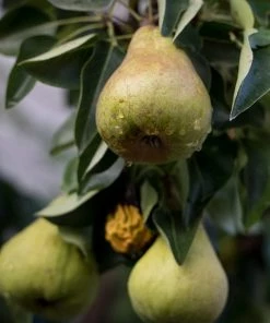 Roots Plants Conference Pear Tree