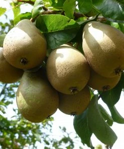 Roots Plants Conference Pear Tree