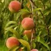Roots Plants Peregrine Peach Tree Fruits 2 Roots Plants Peregrine Peach Tree Fruits