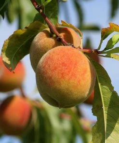 Roots Plants Peregrine Peach Tree Fruits