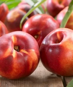 Roots Plants Lord Napier Patio Nectarine Tree 13 Roots Plants Lord Napier Patio Nectarine Tree