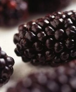 Roots Plants Repsime Mulberry Tree 11 Roots Plants Repsime Mulberry Tree