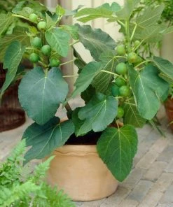 Roots Plants Brunswick Fig Tree