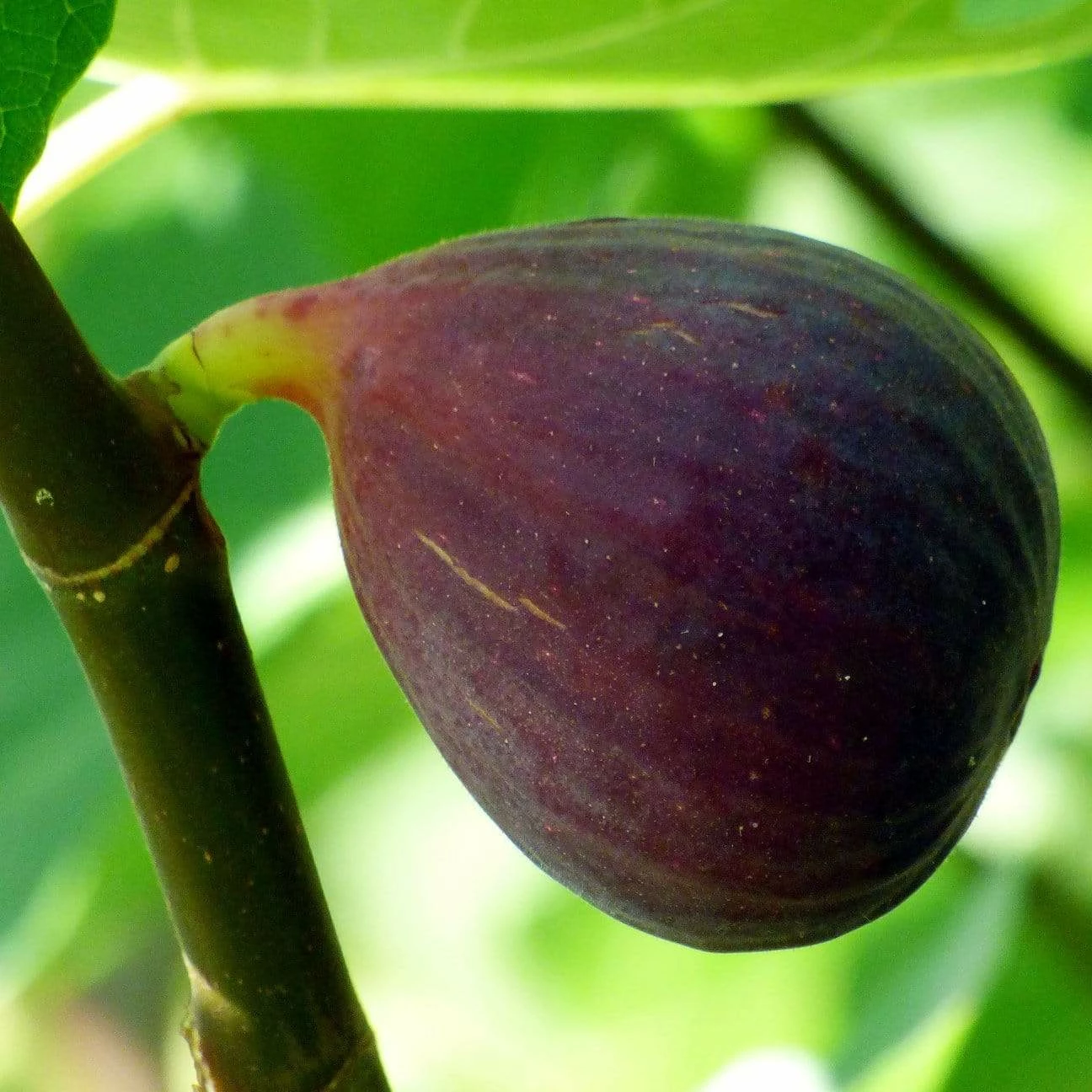 Roots Plants Osborne's Prolific Fig Tree Fruits 3 Roots Plants Osborne's Prolific Fig Tree Fruits