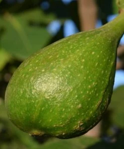 Roots Plants Dalmatie Fig Tree