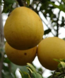 Roots Plants 90cm Lime Tree | Lime Of Tahiti | Grafted Mini-Stem