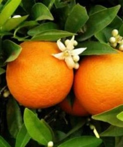 Roots Plants 90cm Seville Orange Tree 'Bigaradier' | Grafted Mini-Stem 8 Roots Plants 90cm Seville Orange Tree 'Bigaradier' | Grafted Mini-Stem