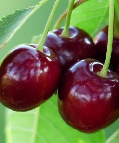 Roots Plants Fruits Sunburst Cherry Tree