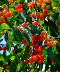 Roots Plants May Duke Cherry Tree Fruits