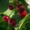 Roots Plants Lapins 'Cherokee' Cherry Tree Fruits 1 Roots Plants Lapins 'Cherokee' Cherry Tree Fruits
