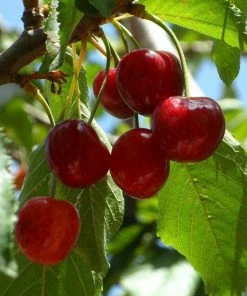 Roots Plants Fruits Hartland Patio Cherry Tree