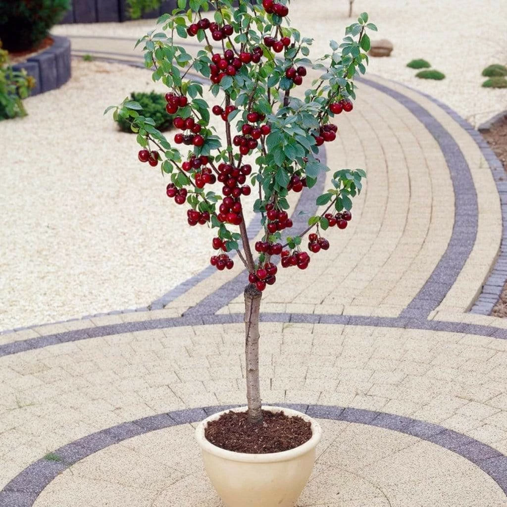 Roots Plants Fruits Hartland Patio Cherry Tree 4 Roots Plants Fruits Hartland Patio Cherry Tree