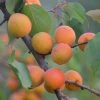 Roots Plants Tomcot Apricot Tree Fruits 1 Roots Plants Tomcot Apricot Tree Fruits