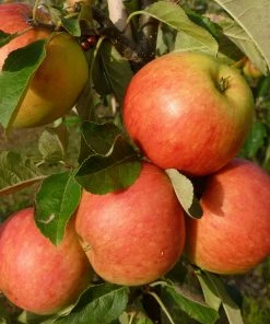 Roots Plants James Grieve Apple Tree | Dwarfing Rootstocks Fruits