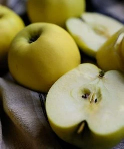 Roots Plants Herefordshire Russet Apple Tree