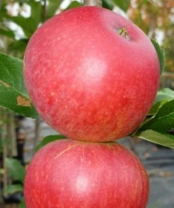 Roots Plants Worcester Pearmain Apple Tree Fruits 8 Roots Plants Worcester Pearmain Apple Tree Fruits