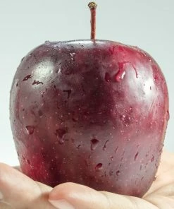 Roots Plants Spartan Apple Tree