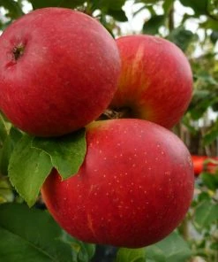 Roots Plants 'Endless Apples' Collection | Scrumptious, Braeburn Hillwell, James Grieve & Red Windsor Fruits