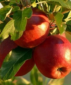 Roots Plants 'Endless Apples' Collection | Scrumptious, Braeburn Hillwell, James Grieve & Red Windsor Fruits