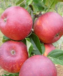 Roots Plants Red Windsor Apple Tree Fruits