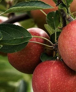 Roots Plants Fruits Katy Apple Tree