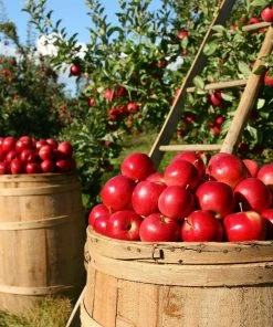 Roots Plants Fiesta Apple Tree