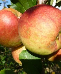 Roots Plants Fruits Falstaff Apple Tree