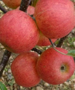 Roots Plants Fruits Elstar Apple Tree