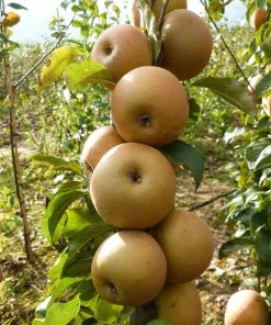 Roots Plants Egremont Russet Apple Tree Dwarfing Rootstock