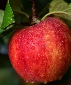 Roots Plants Fruits Braeburn Hillwell Apple Tree