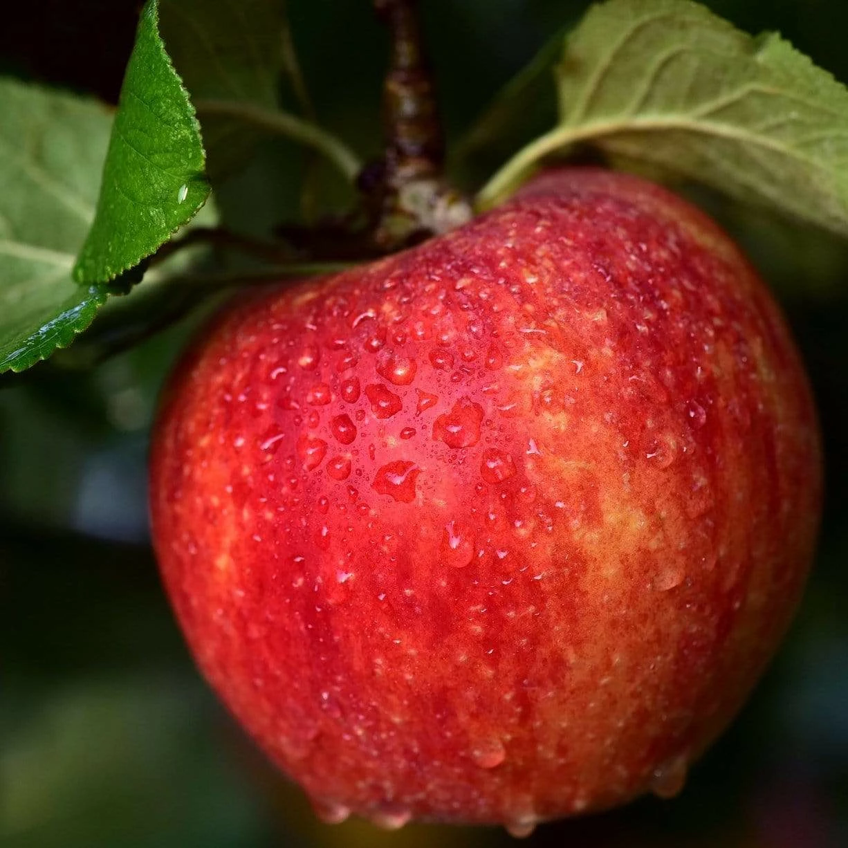 Roots Plants Mini Orchard Collection | Apple, Cherry & Plum Fruits 6 Roots Plants Mini Orchard Collection | Apple, Cherry & Plum Fruits