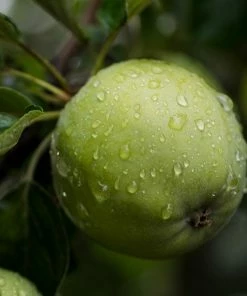 Roots Plants Grenadier Apple Tree