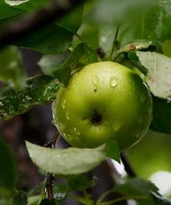 Roots Plants Fruits Cross-pollinating Apple Collection | Bramley, Gala & Discovery