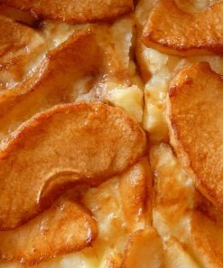 Roots Plants Bramley's Seedling Apple Tree