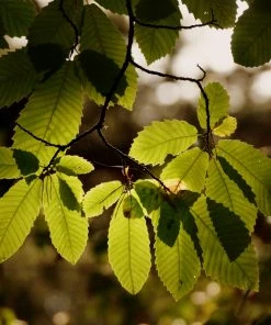 Roots Plants Trees & Shrubs Sweet Chestnut Tree | 3L Pot