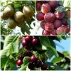 Roots Plants Mini Orchard Collection | Cherry, Pear & Plum Trees 1 Roots Plants Mini Orchard Collection | Cherry, Pear & Plum Trees