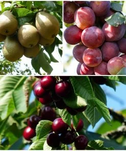 Roots Plants Mini Orchard Collection | Cherry, Pear & Plum Trees