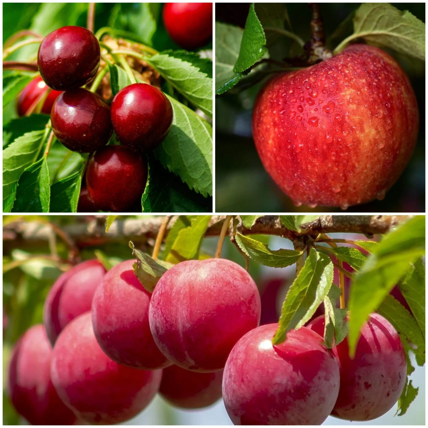 Roots Plants Mini Orchard Collection | Apple, Cherry & Plum Fruits 3 Roots Plants Mini Orchard Collection | Apple, Cherry & Plum Fruits