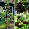 Roots Plants Fruits Cross-pollinating Cherry Collection | Kordia, Merchant & Regina 2 Roots Plants Fruits Cross-pollinating Cherry Collection | Kordia, Merchant & Regina