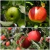 Roots Plants Fruits Cross-pollinating Apple Collection | Bramley, Gala & Discovery